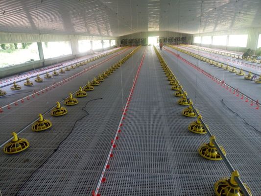Sistema OEM per il pavimento del pollo da pollo 380V per il pollo da pollo con sistema di sollevamento piatto per tutta la casa