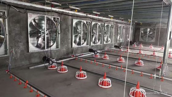 Sistema OEM per il pavimento del pollo da pollo 380V per il pollo da pollo con sistema di sollevamento piatto per tutta la casa