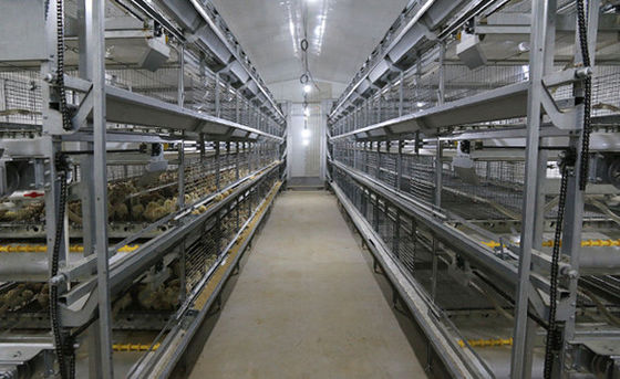 Sistema ISO di gabbia per polli di pollo gabbia per polli di pollo personalizzata per l'allevamento di polli
