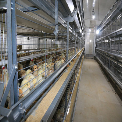 H Sistema automatico di alimentazione per polli da carne per allevamenti avanzati
