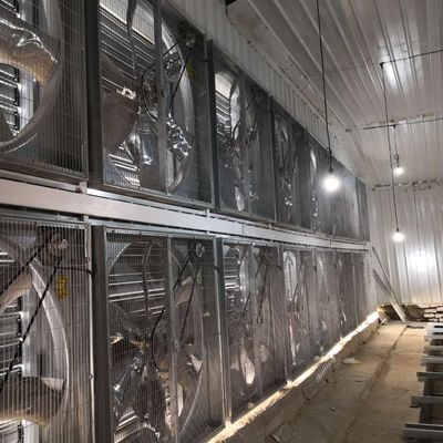 Sistema di gabbia per polli di pollo di grande spessore 230M*56M per il paese di origine