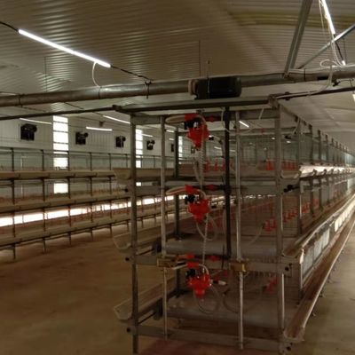 Sistema automatico di alimentazione dei polli di gallina La soluzione ideale per le aziende avicole