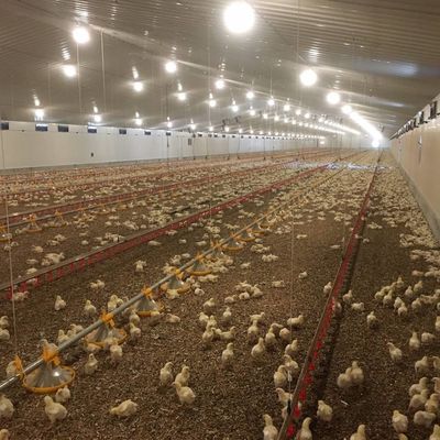 Sistema di pavimentazione per pollo e carne resistente alla corrosione / materiale plastico