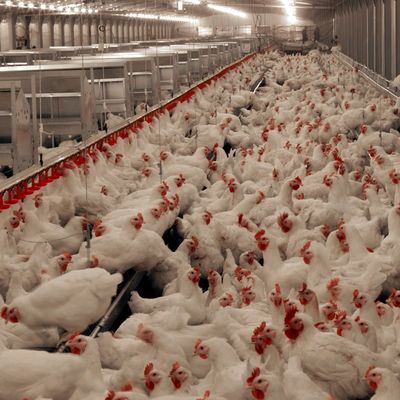 Sistema di pavimentazione per pollo e carne resistente alla corrosione / materiale plastico