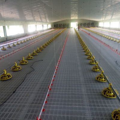 Standard di sistema di pavimento antiscivolo per polli di pollo per prestazioni superiori