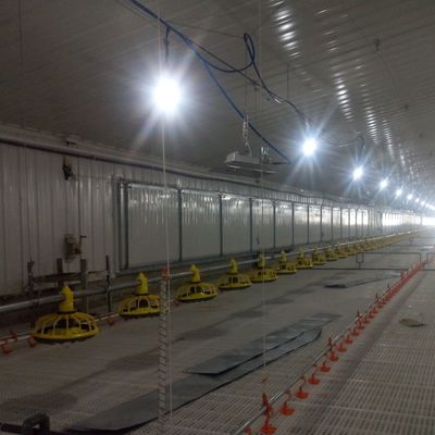 Standard di sistema di pavimento antiscivolo per polli di pollo per prestazioni superiori