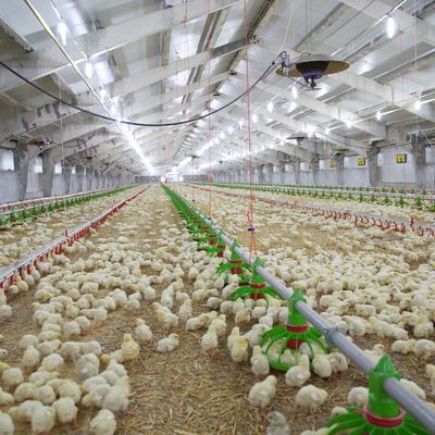 Costruzione economica Struttura in acciaio Edificio allevamento di pollame Casa di pollo