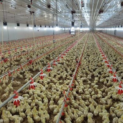 Costruzione economica Struttura in acciaio Edificio allevamento di pollame Casa di pollo