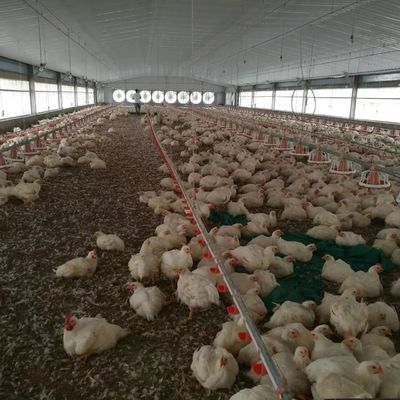 Costruzione economica Struttura in acciaio Edificio allevamento di pollame Casa di pollo