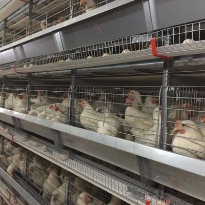 Una gabbia di pollo in acciaio galvanizzato con sistema automatico di aspersione / rimozione del letame