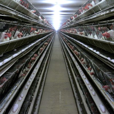 Cage di pollo galvanizzata a tre livelli con alimentazione automatica