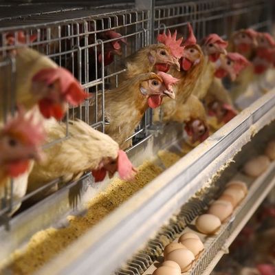 Cage di pollo galvanizzata a tre livelli con alimentazione automatica