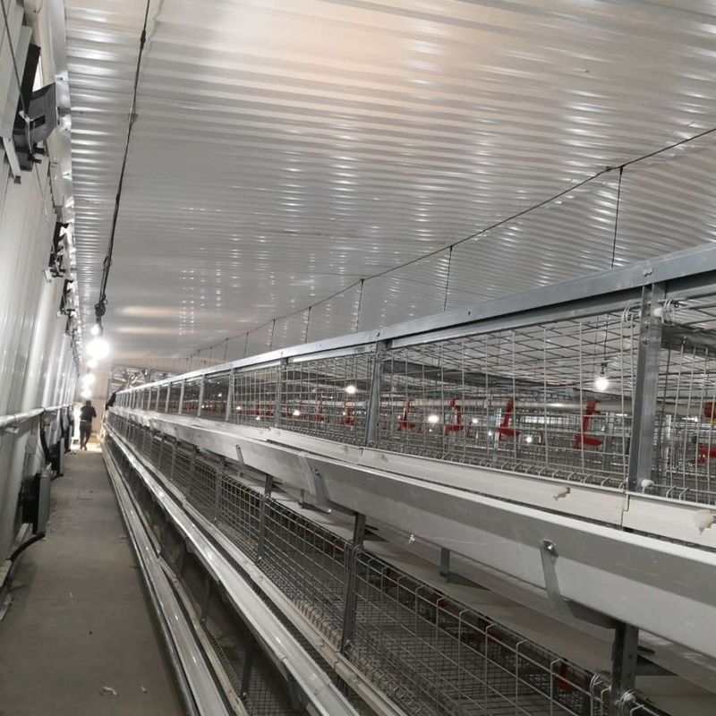 Sistema di gabbia per polli di pollo di grande spessore 230M*56M per il paese di origine