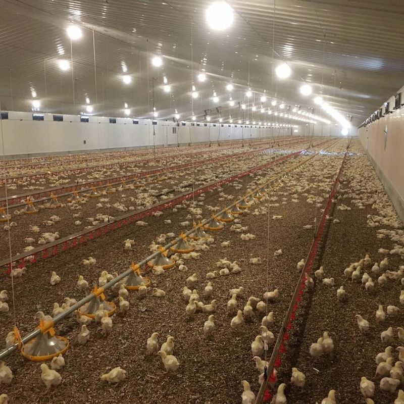 Sistema di pavimentazione per pollo e carne resistente alla corrosione / materiale plastico