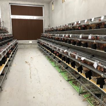 Una gabbia di pollo in acciaio galvanizzato con sistema automatico di aspersione / rimozione del letame