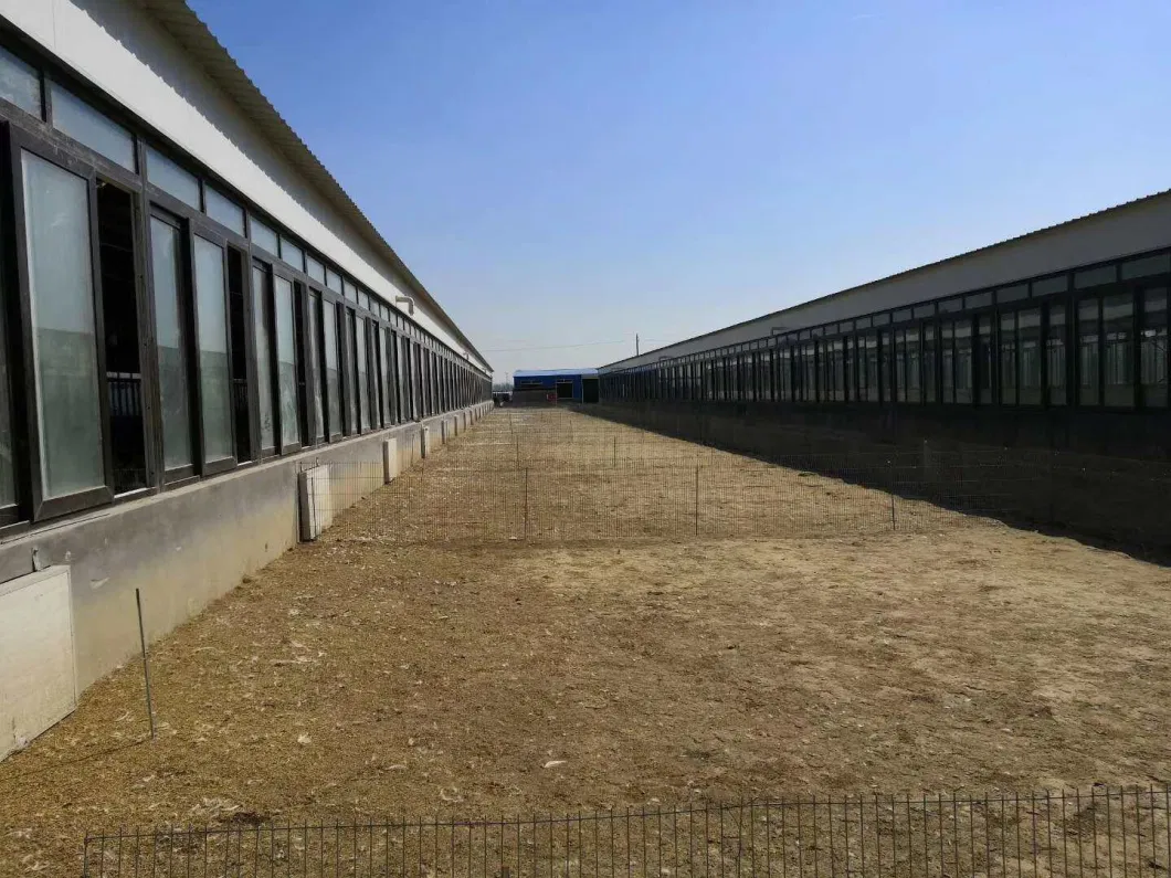 CE Casa di allevamento struttura in acciaio casa di pollo e attrezzature per polli 4